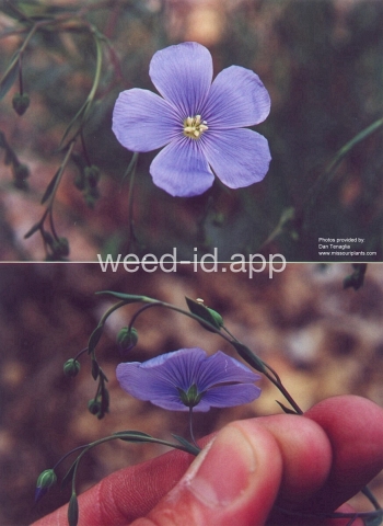 flax, common